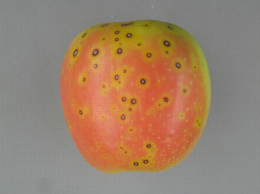 Elsinoe piri sur Golden Orange (var. Vf)